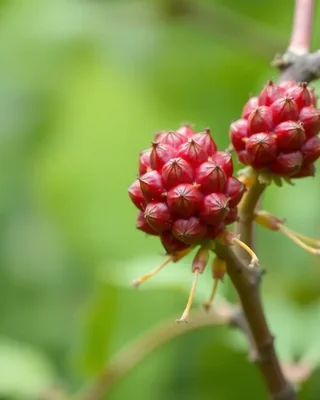 achiote / annatto
