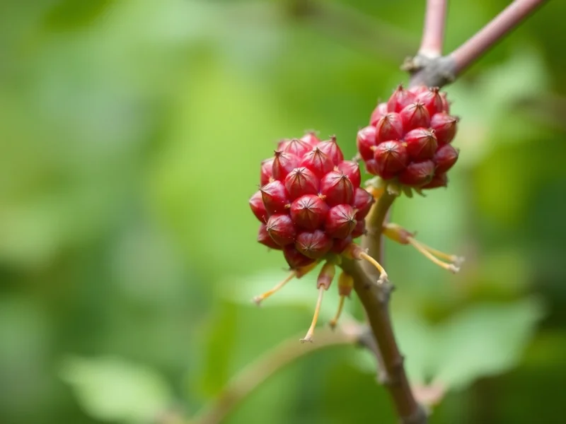 achiote