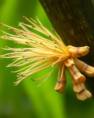 achira / canna edulis