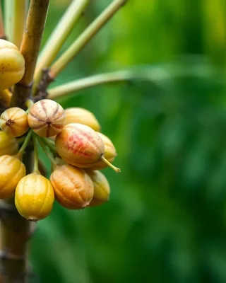 african palmyra palm