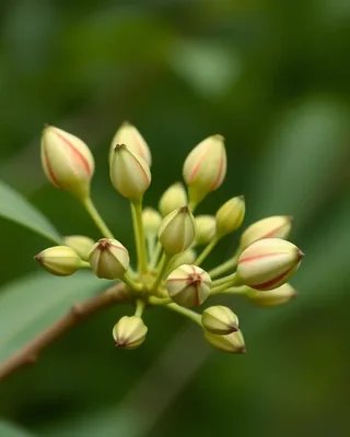 albero tulipano africano