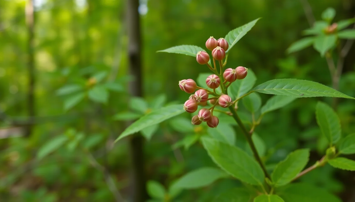 american bladdernut