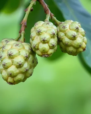 anona africana