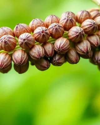 arachide bambara