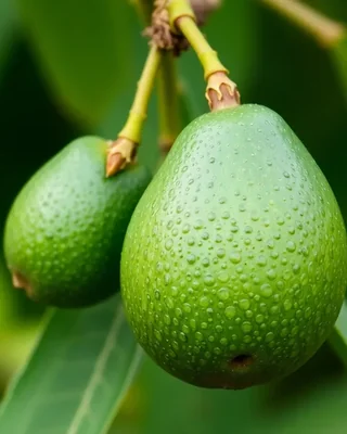 avocado selvatico / criollo