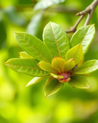 baobab leaves