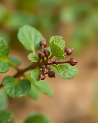 beach spinach