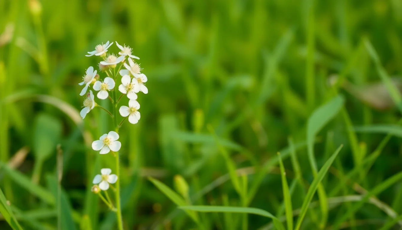 bladder campion