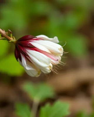 bloodroot