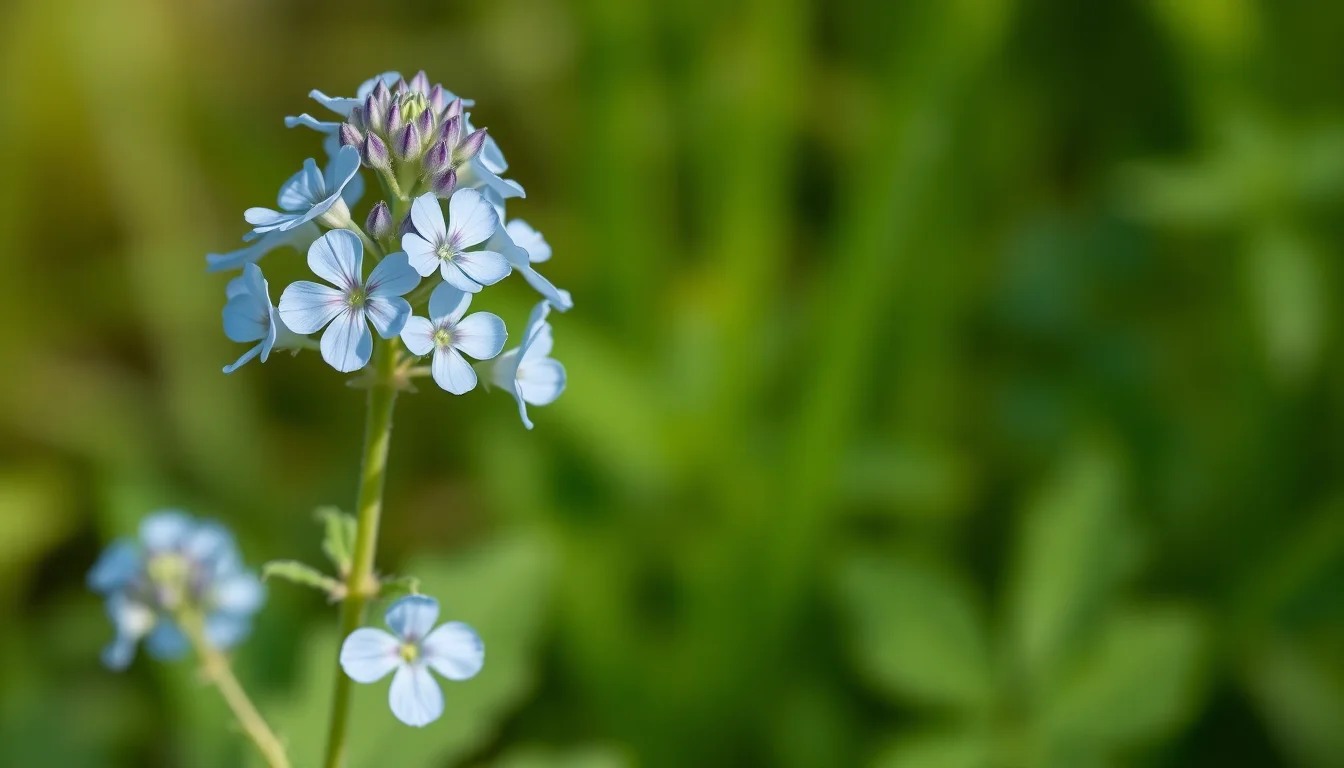 borage
