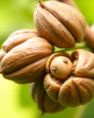 brazil nut