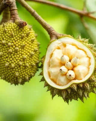 breadfruit (african wild)