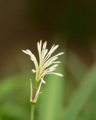 broad-leaved palm lily