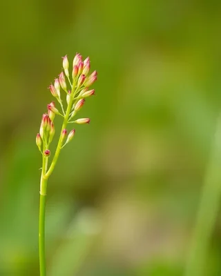 bulbine lily