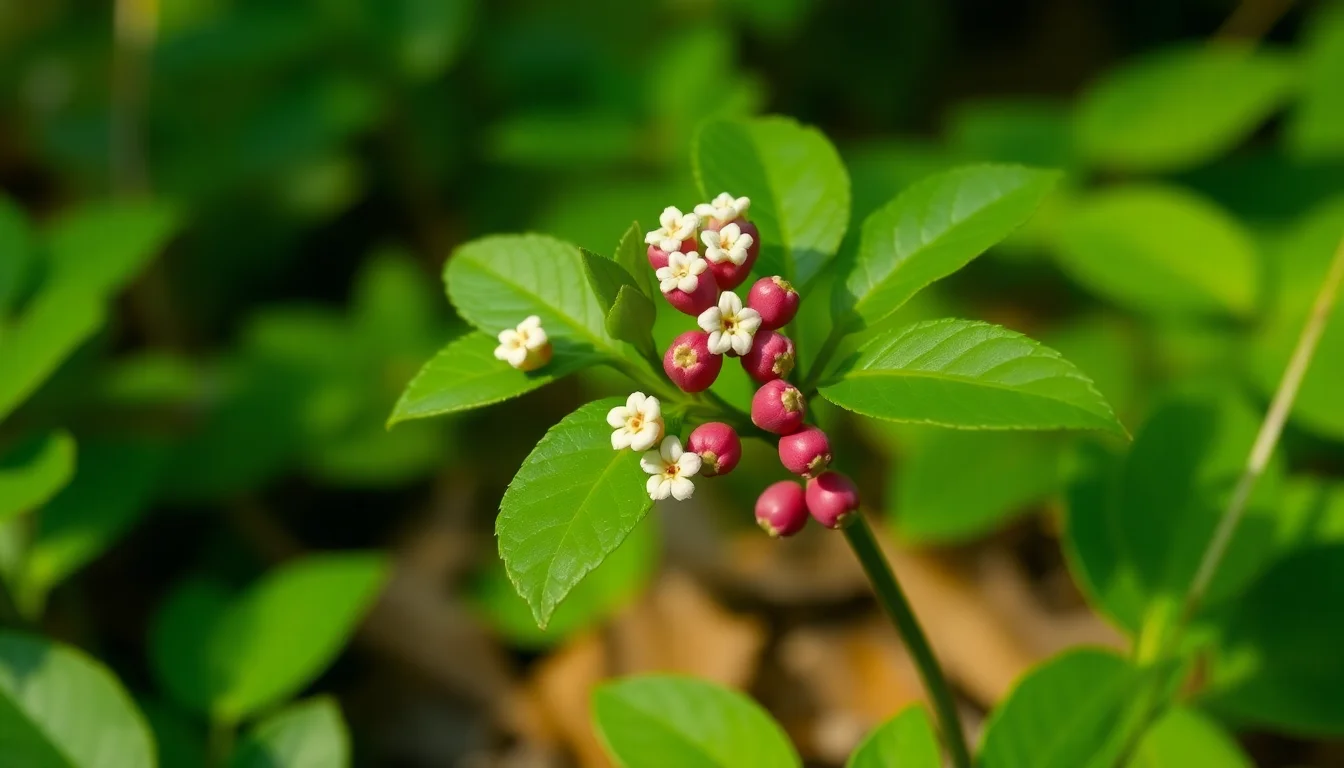 bunchberry