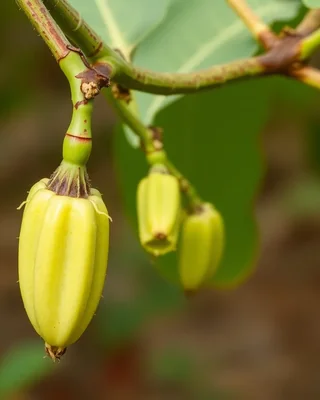 bush banana