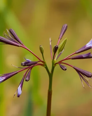 chocolate lily