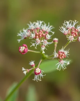 coastal bearded-heath