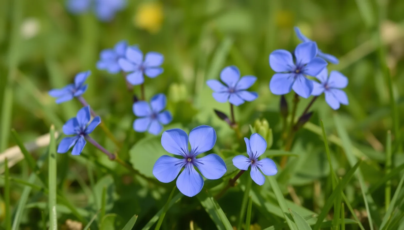 common blue violet