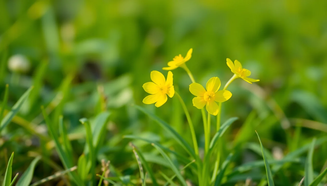 cowslip