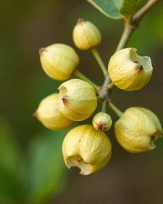 desert lime