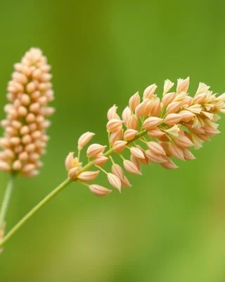 finger millet