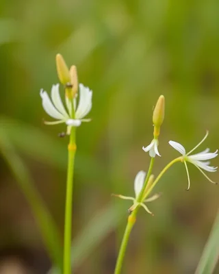 flax lily