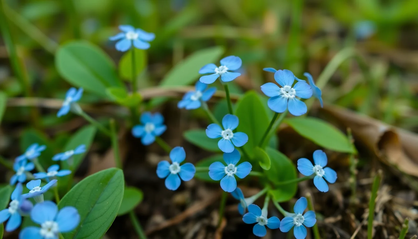 forget-me-not