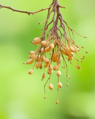 gum arabic tree