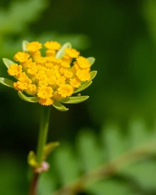 huacatay / menta nera
