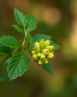 karaka