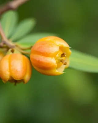 kei apple