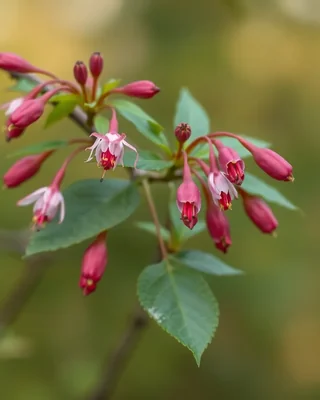 kotukutuku