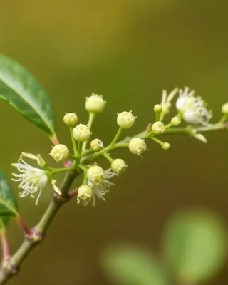 lemon myrtle