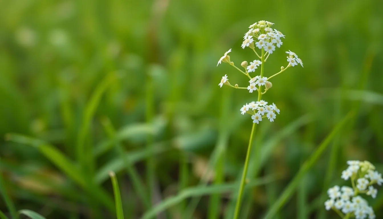 meadowsweet