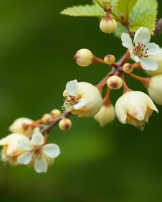 mela stellata bianca