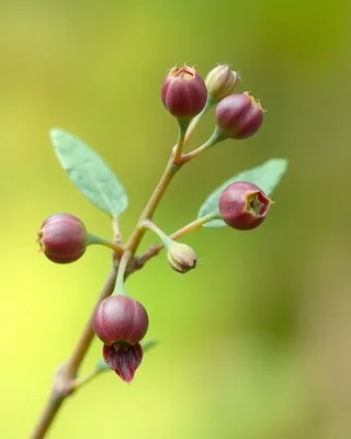 mountain pepper