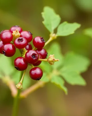 native currant