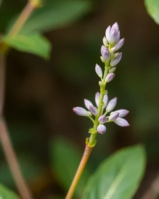 native ginger