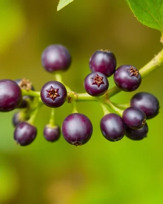native grape