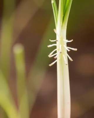 native leek