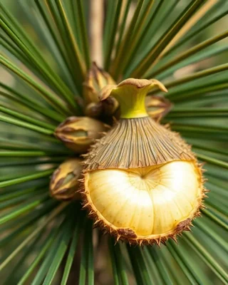 nikau palm