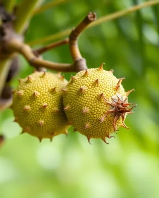 palma buriti