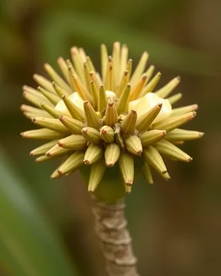 pandanus