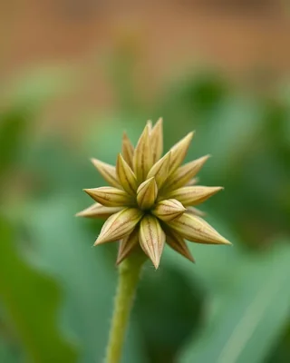 polynesian arrowroot