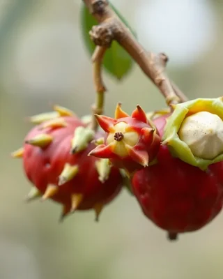 quandong
