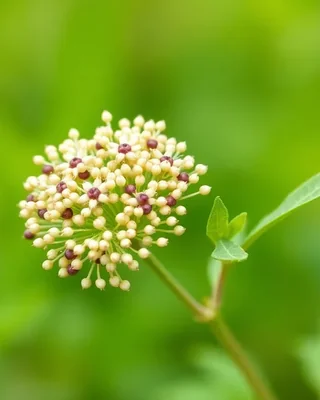 quinoa