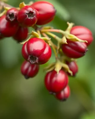 riberry
