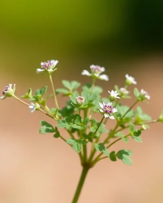 sea parsley