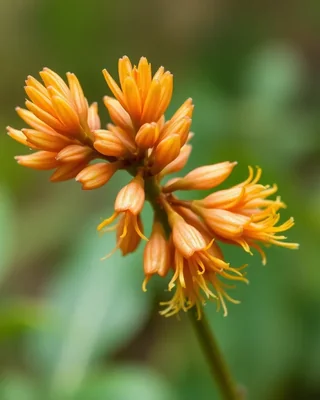 shampoo ginger